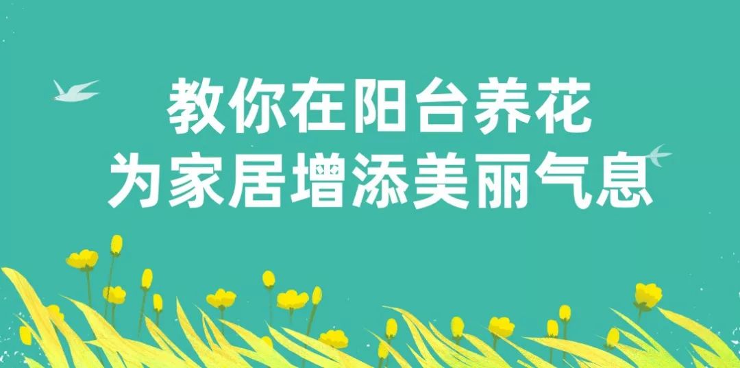 觀音蓮多肉植物怎么養(yǎng)護(hù)_觀音蓮植物多肉養(yǎng)護(hù)注意事項(xiàng)_觀音蓮植物多肉養(yǎng)護(hù)方法