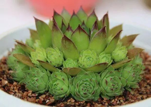 觀音蓮多肉植物怎么養(yǎng)護(hù)_觀音蓮植物多肉養(yǎng)護(hù)注意事項(xiàng)_觀音蓮植物多肉養(yǎng)護(hù)方法