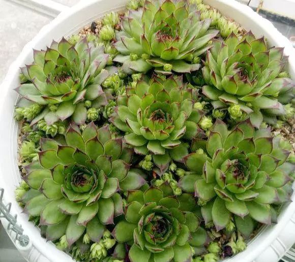 觀音蓮植物多肉養(yǎng)護(hù)注意事項(xiàng)_觀音蓮多肉植物怎么養(yǎng)護(hù)_觀音蓮植物多肉養(yǎng)護(hù)方法