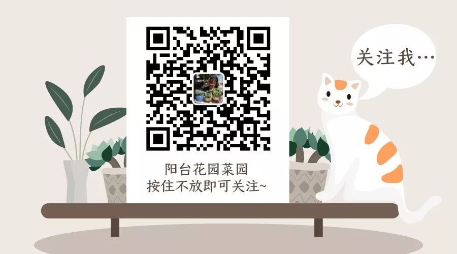 觀音蓮植物多肉養(yǎng)護(hù)注意事項(xiàng)_觀音蓮多肉植物怎么養(yǎng)護(hù)_觀音蓮植物多肉養(yǎng)護(hù)方法
