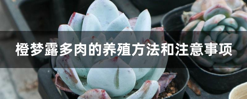 紫珍珠多肉怎么養(yǎng)爆盆_紫珍珠多肉的養(yǎng)殖方法和注意事項(xiàng)_紫珍珠多肉養(yǎng)護(hù)